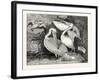 Pelicans from Specimens in the Gardens of the Zoological Society-null-Framed Giclee Print