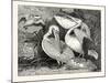 Pelicans from Specimens in the Gardens of the Zoological Society-null-Mounted Giclee Print