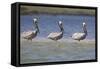 Pelicans Hunting Together-DLILLC-Framed Stretched Canvas