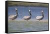 Pelicans Hunting Together-DLILLC-Framed Stretched Canvas