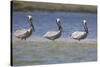 Pelicans Hunting Together-DLILLC-Stretched Canvas