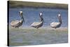 Pelicans Hunting Together-DLILLC-Stretched Canvas