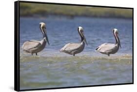 Pelicans Hunting Together-DLILLC-Framed Stretched Canvas