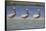 Pelicans Hunting Together-DLILLC-Framed Stretched Canvas