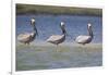 Pelicans Hunting Together-DLILLC-Framed Photographic Print