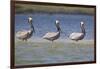 Pelicans Hunting Together-DLILLC-Framed Photographic Print