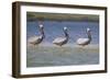 Pelicans Hunting Together-DLILLC-Framed Photographic Print