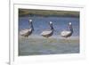 Pelicans Hunting Together-DLILLC-Framed Photographic Print