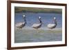 Pelicans Hunting Together-DLILLC-Framed Photographic Print