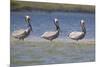 Pelicans Hunting Together-DLILLC-Mounted Photographic Print