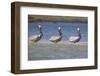 Pelicans Hunting Together-DLILLC-Framed Photographic Print