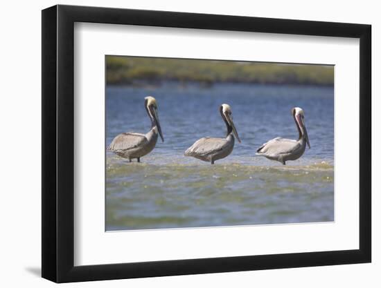 Pelicans Hunting Together-DLILLC-Framed Photographic Print