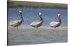 Pelicans Hunting Together-DLILLC-Stretched Canvas