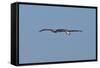 Pelicans in Flight I-Lee Peterson-Framed Stretched Canvas