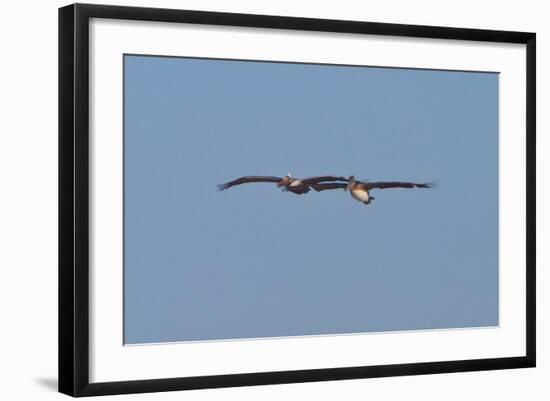 Pelicans in Flight I-Lee Peterson-Framed Photographic Print