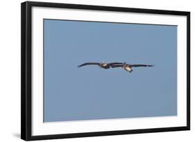 Pelicans in Flight I-Lee Peterson-Framed Photographic Print