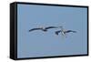 Pelicans in Flight II-Lee Peterson-Framed Stretched Canvas