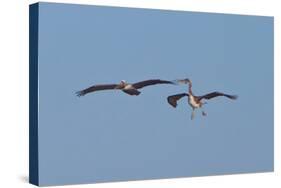 Pelicans in Flight II-Lee Peterson-Stretched Canvas