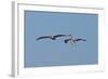 Pelicans in Flight II-Lee Peterson-Framed Photographic Print