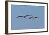 Pelicans in Flight II-Lee Peterson-Framed Photographic Print