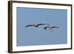 Pelicans in Flight II-Lee Peterson-Framed Photographic Print