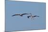 Pelicans in Flight II-Lee Peterson-Mounted Photographic Print