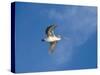 Pelicans in Flight, Sanibel Island, Gulf Coast, Florida, United States of America, North America-Robert Harding-Stretched Canvas