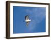 Pelicans in Flight, Sanibel Island, Gulf Coast, Florida, United States of America, North America-Robert Harding-Framed Photographic Print