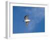 Pelicans in Flight, Sanibel Island, Gulf Coast, Florida, United States of America, North America-Robert Harding-Framed Photographic Print