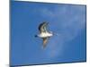 Pelicans in Flight, Sanibel Island, Gulf Coast, Florida, United States of America, North America-Robert Harding-Mounted Photographic Print