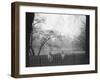 Pelicans in the Park-null-Framed Photographic Print