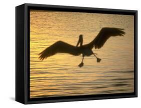 Pelicans in the Sunset at Key Biscayne, Florida-George Silk-Framed Stretched Canvas