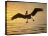 Pelicans in the Sunset at Key Biscayne, Florida-George Silk-Stretched Canvas