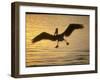 Pelicans in the Sunset at Key Biscayne, Florida-George Silk-Framed Photographic Print