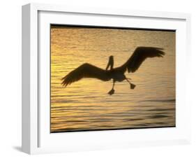 Pelicans in the Sunset at Key Biscayne, Florida-George Silk-Framed Photographic Print