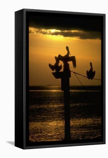 Pelicans in the Sunset at Key Biscayne, Florida-George Silk-Framed Stretched Canvas