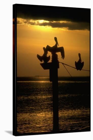 Pelicans in the Sunset at Key Biscayne, Florida-George Silk-Stretched Canvas