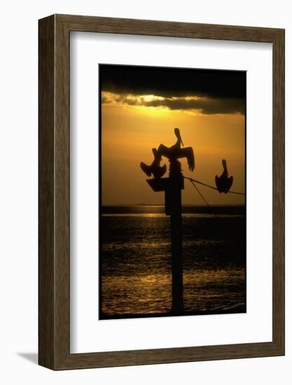 Pelicans in the Sunset at Key Biscayne, Florida-George Silk-Framed Photographic Print