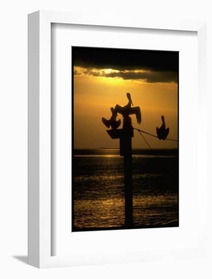 Pelicans in the Sunset at Key Biscayne, Florida-George Silk-Framed Photographic Print