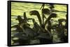 Pelicans in the Sunset at Key Biscayne, Florida-George Silk-Framed Stretched Canvas