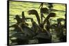 Pelicans in the Sunset at Key Biscayne, Florida-George Silk-Stretched Canvas