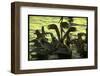 Pelicans in the Sunset at Key Biscayne, Florida-George Silk-Framed Photographic Print