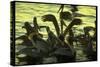 Pelicans in the Sunset at Key Biscayne, Florida-George Silk-Stretched Canvas