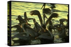 Pelicans in the Sunset at Key Biscayne, Florida-George Silk-Stretched Canvas