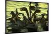 Pelicans in the Sunset at Key Biscayne, Florida-George Silk-Mounted Photographic Print
