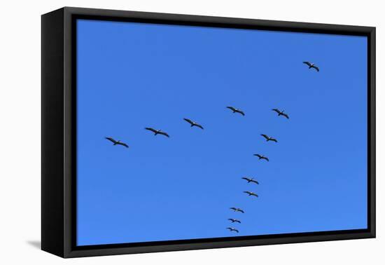 Pelicans in V Formation over Playa Guiones Beach-Rob Francis-Framed Stretched Canvas