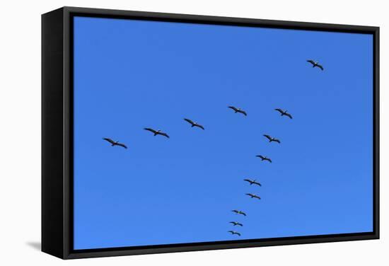 Pelicans in V Formation over Playa Guiones Beach-Rob Francis-Framed Stretched Canvas