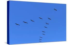 Pelicans in V Formation over Playa Guiones Beach-Rob Francis-Stretched Canvas