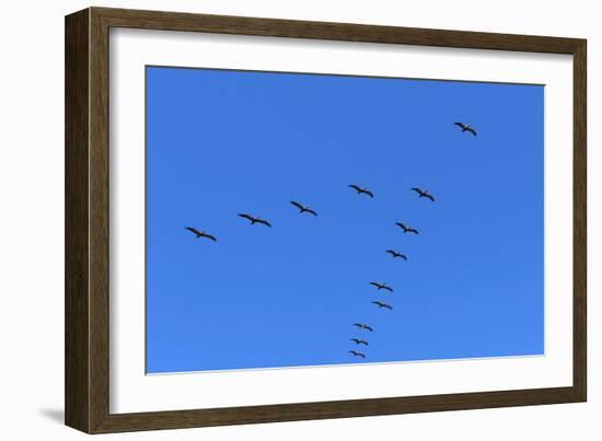 Pelicans in V Formation over Playa Guiones Beach-Rob Francis-Framed Photographic Print