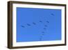Pelicans in V Formation over Playa Guiones Beach-Rob Francis-Framed Photographic Print